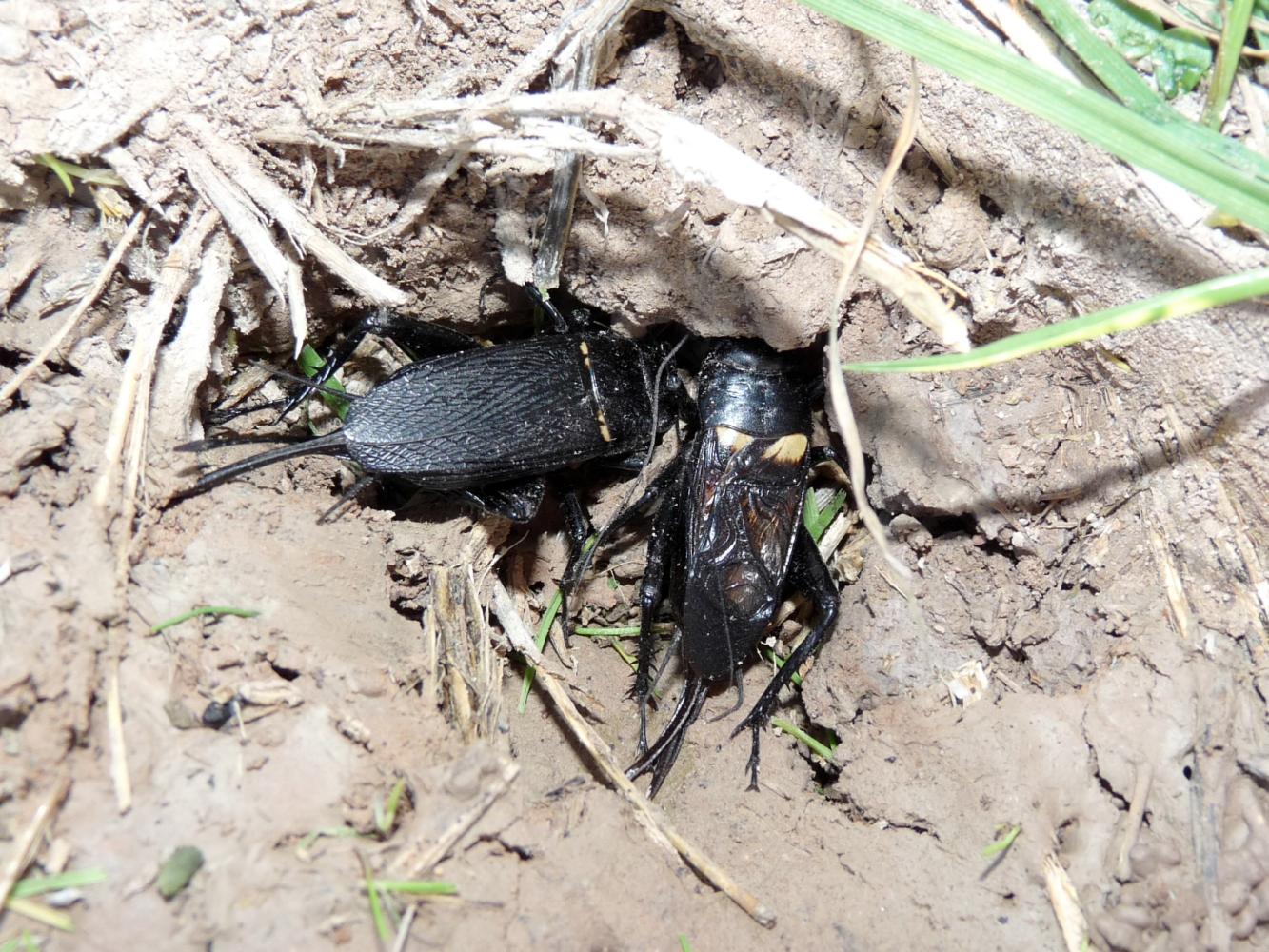 Coppie di Gryllus bimaculatus